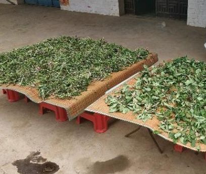 穷人|过去是穷人的“救命菜”,晒干能够泡茶喝,人称尿床草,一斤7元