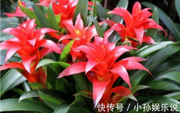 此款花卉便宜又好养,丢到阳台,四季有花开,美爆了
