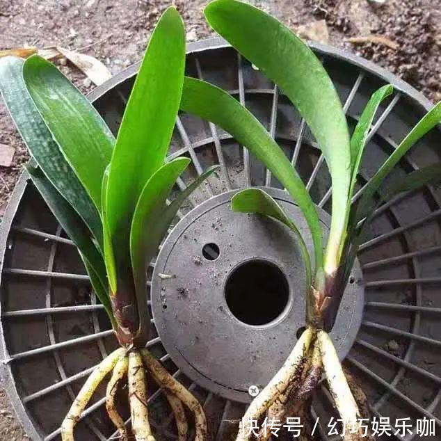 养君子兰,记住5个小口诀,养一盆旺一盆