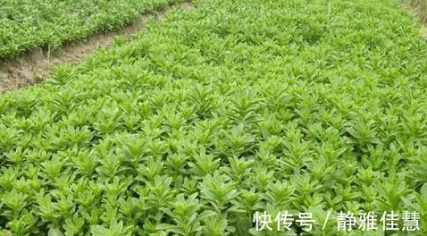 苯丙胺|长寿老人常吃的野菜,能清热解毒、降血脂、治小便不利,效果显著