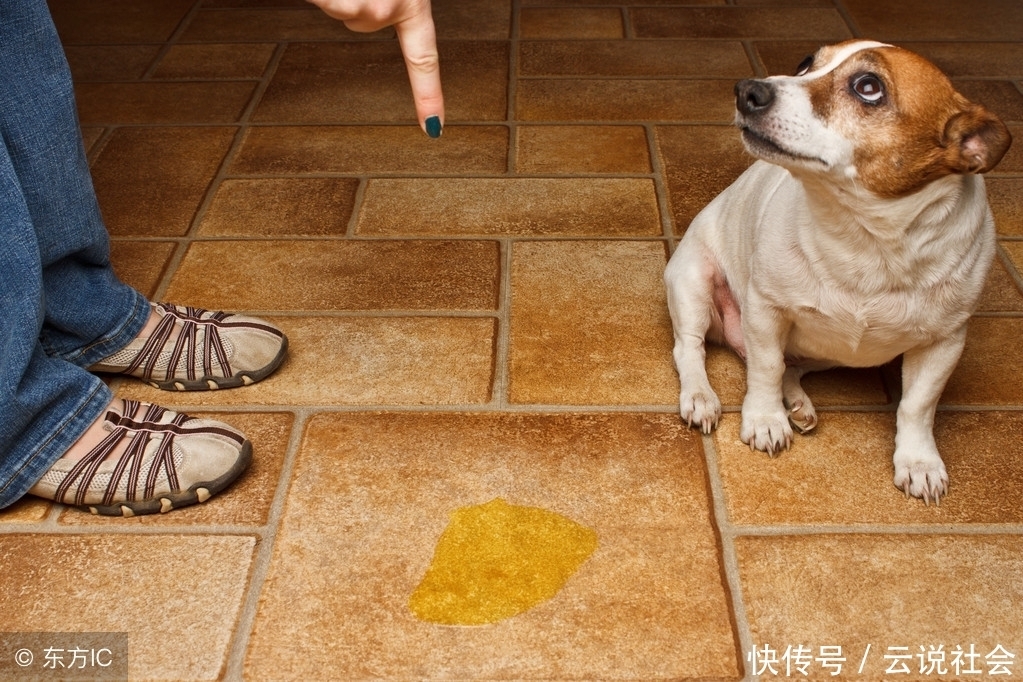 宠物训练行业的最新趋势与发展方向