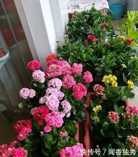 长寿花“12月”不长花苞?赶紧狠心“虐一虐”