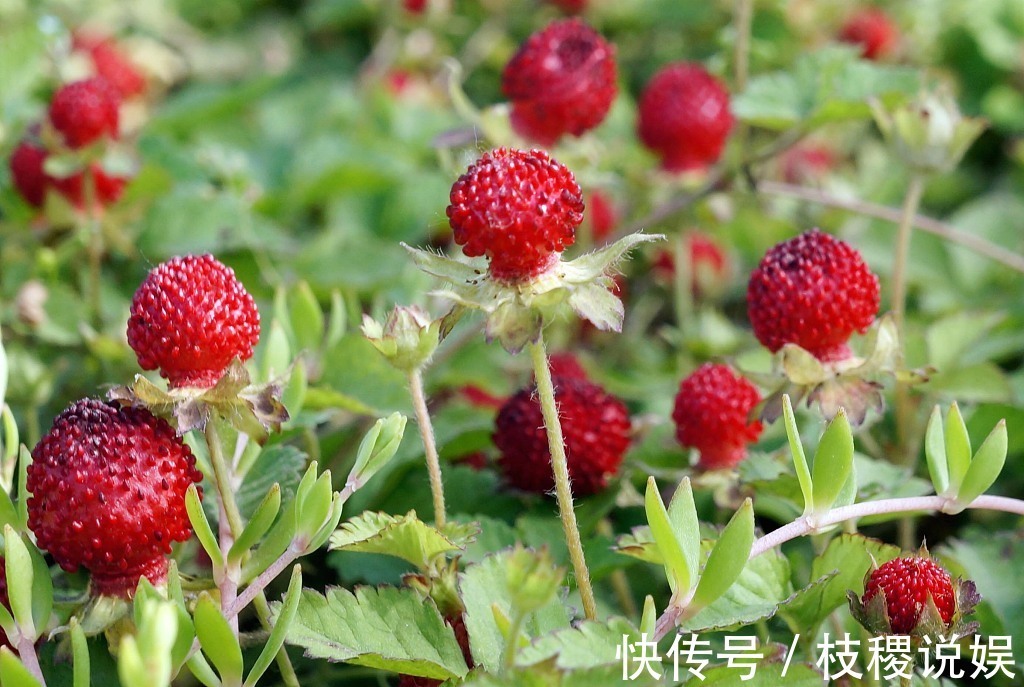 食道癌|农村长在厕所边的“野草莓”，小时候经常吃，现在价格昂贵