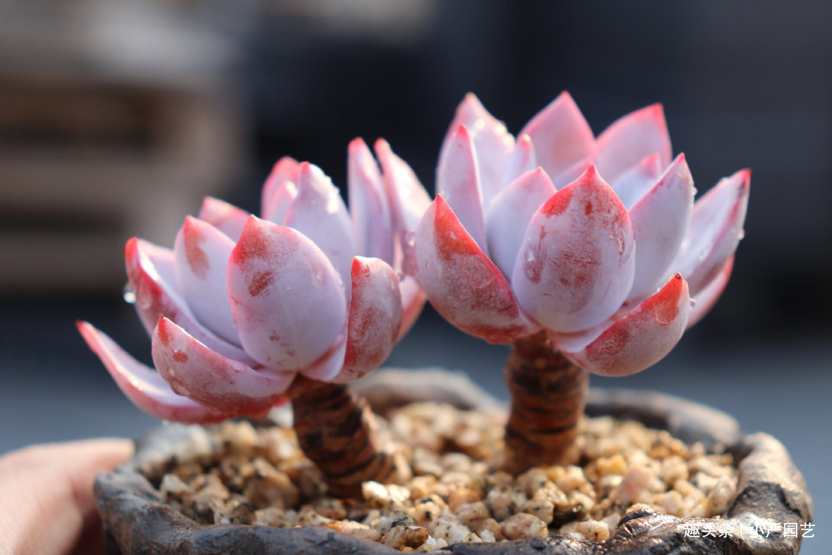 多肉春天浇水做好三个“观察”，快速生长，安全度夏