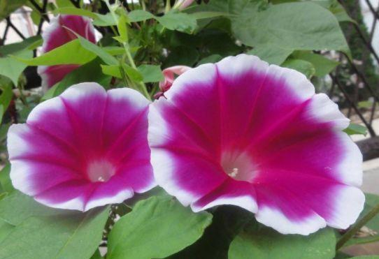 养花就养这几款,花朵小巧玲珑,层层交叠,烂漫迷人眼