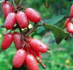 维生素女性不想子宫早衰,晚上当零食吃几个,保养卵巢,更显年轻