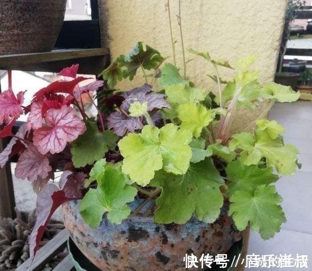 枫树|5种花扔外头,越下雨开得越好,超漂亮!5种花扔外头,越下雨开得越好,超漂亮!