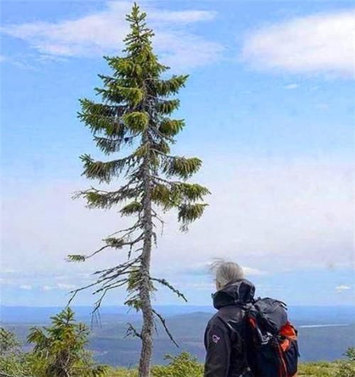 一棵见证人类起源的长寿树，活了9500年，仍在生长，全球仅此一棵
