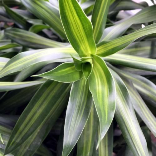 杜鹃花科|在家养4种大型观叶绿植,把家里变成天然氧吧,大大提升空气质量