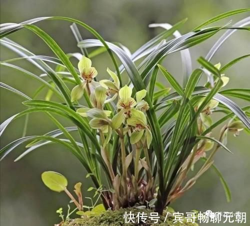 园土|家庭养兰花，就怕4种错误养护，难怪总是养不好