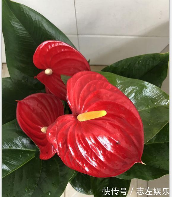 红掌烂叶长黄斑，只需3个绝招，叶色亮泽如新，开花根本停不下来