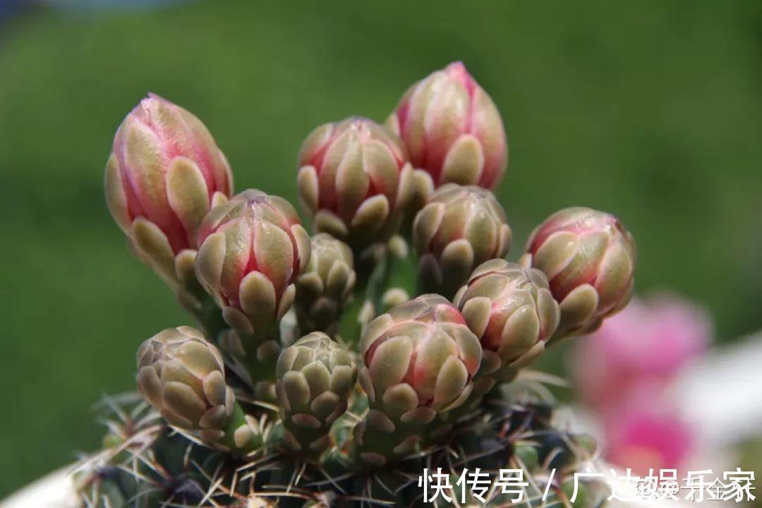 6种多肉太难养，赶紧留个种，省得每年都要重新买！