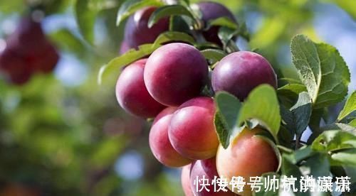 毒素|晚上坚持吃3种碱性食物,轻松排出肠胃毒素,告别身上三层肥肉!