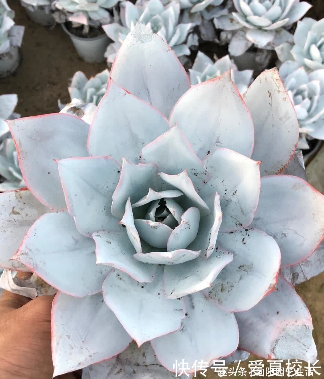 广寒宫|多肉种之前要想好了,花盆选对了,对多肉生长更有利