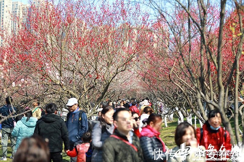 梅花|匡河“梅景”好 市民“打卡”忙「组图」