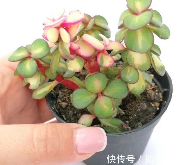 盆栽避开这3点，树马齿笕叶不黄不掉，很快就逆袭成金枝玉叶