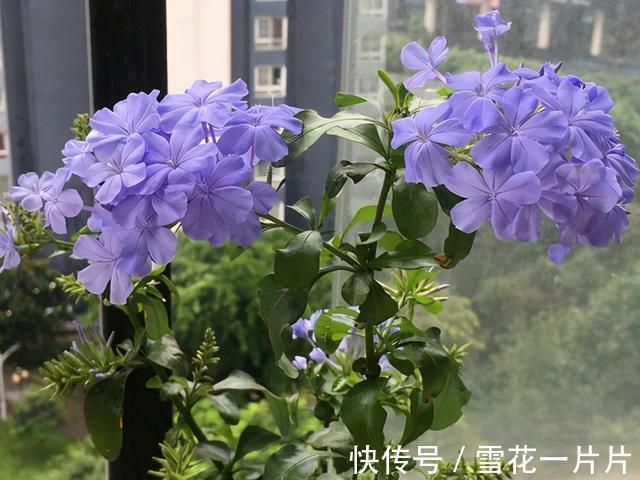 家里养了这7种花，再旱也别“喷水”，别做错