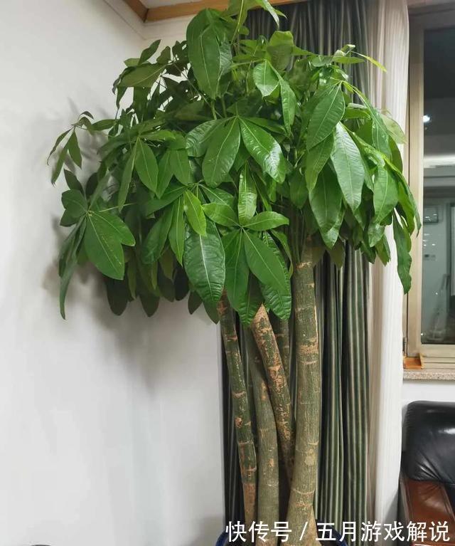 发财树爱烂根，土里埋颗粒，根系发达，叶子闪亮，长成大盆景