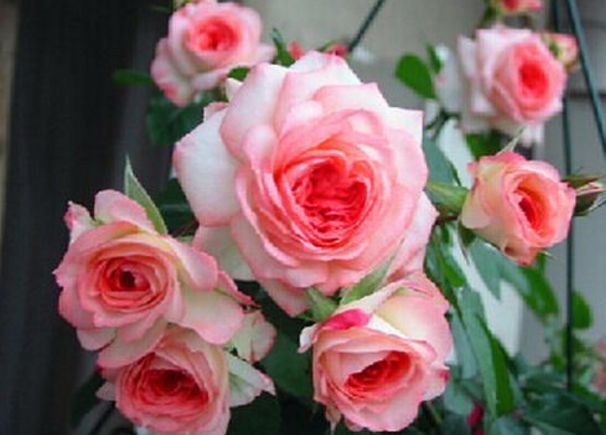 喜欢菊花，不如养盆“精品玫瑰”可爱多，色泽艳丽，美爆了