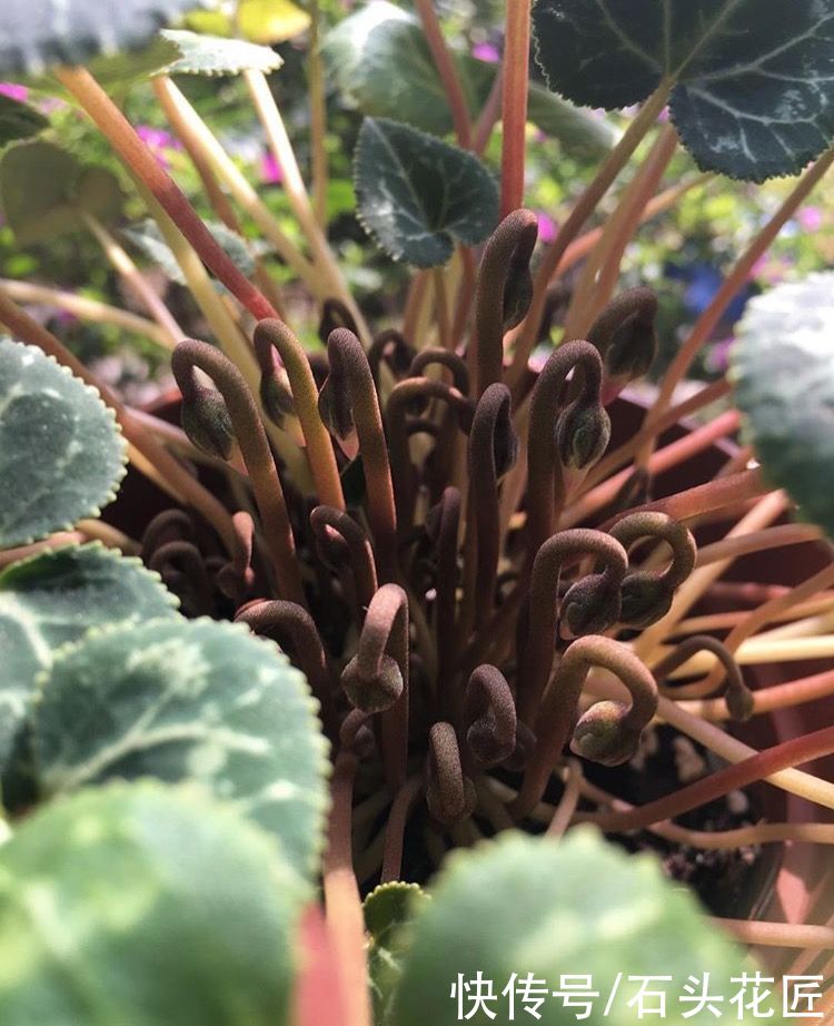 养花|气温高了，养花5种花别“乱浇水”，今天浇、明天可能就烂根