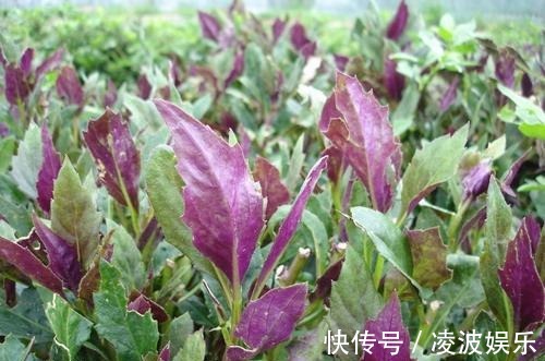 野菜|女人不想大肚子，常吃4种蔬菜，刮油清脂，减肥瘦身，还好吃