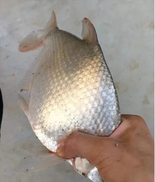 鱼口|鱼口轻要怎么放大信号?把这4个细节改改,包你一个顿口一条鱼