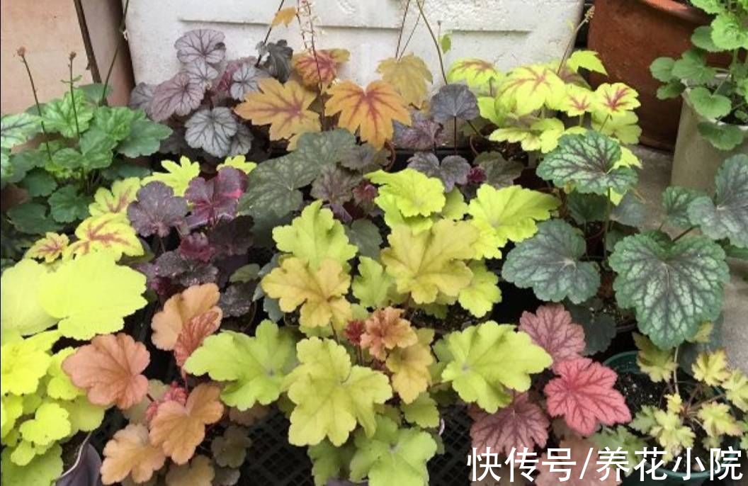 肾形草|3种花，好养又漂亮，叶子比花还美