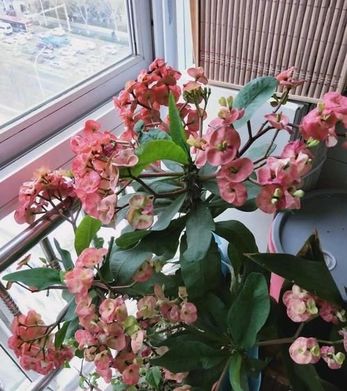 4种“开花机器”,现在养一盆正合适,放在家里三季有花,四季有景!