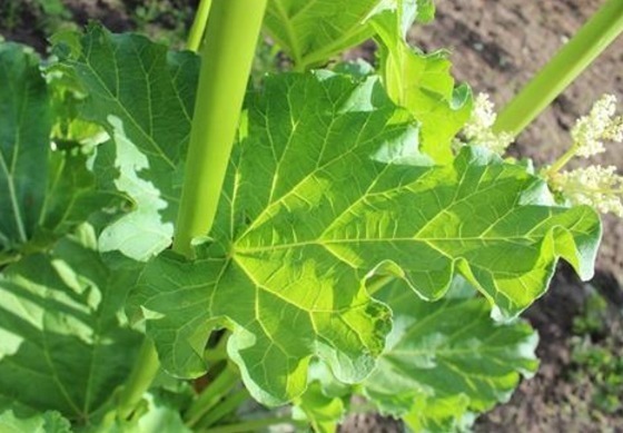 菠菜|农村一种像“菠菜”的野菜,俗称“金不换”,老中医的最爱