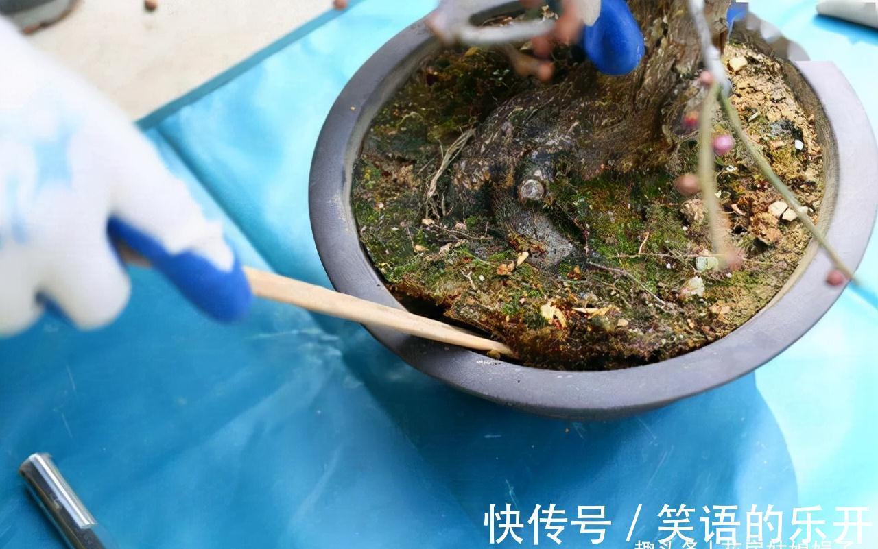 5个养花的基础技能,只有熟练的掌握和灵活的运用,才能养出好花