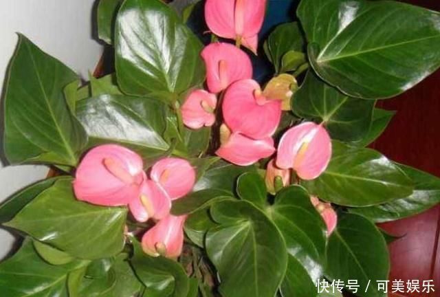 家里3种花最怕“干”，放在厕所养，一盆比一盆旺，还能去异味