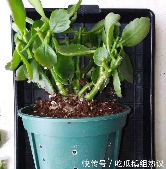 种花|9种花，夏天休眠了，一定少浇水，否则越浇越死