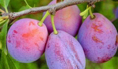 西梅|秋季来了,多吃以下三种食物,淡斑去皱,美容养颜,早吃早好