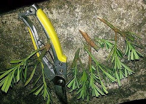 3种“天价树”太贵，教你折1根枝就养活，“傻瓜”才花钱买呢！