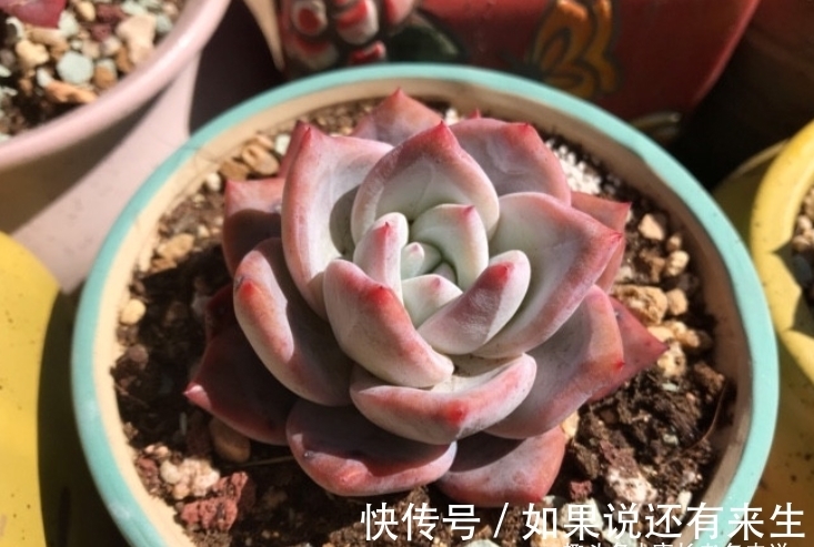 看一看这7款以美女之名来命名的多肉,你觉得哪一款最名副其实?