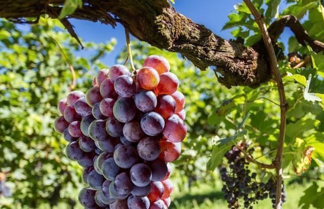 海带|孕妇想靠吃葡萄生出“大眼”萌娃?医生:恐怕要令您失望了!