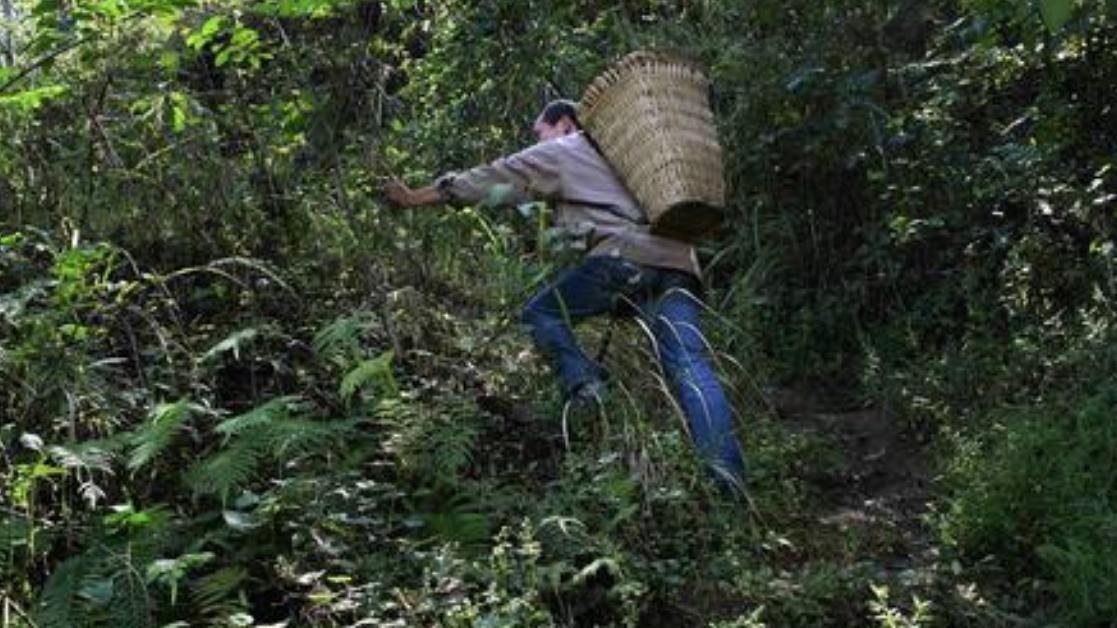 山楂|老中医：不论男女每天一杯这个茶，通血管预防“三高”，赶紧收好