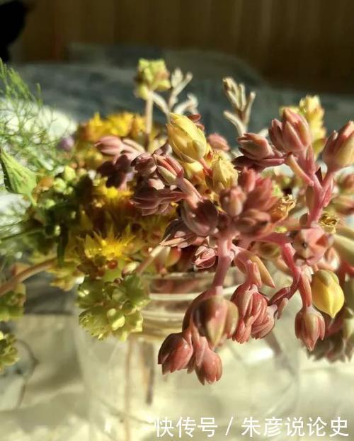 开春多肉长花箭,剪掉好还是保留好?教你正确处理!