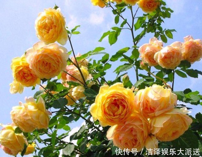 花朵|1种“黄金花”,开花金灿灿,花香胜茉莉,比玫瑰更娇艳,开三季