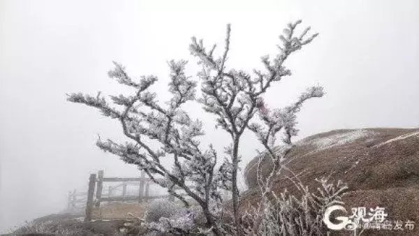 腊八冰雪送福，崂山巨峰现雾凇景观