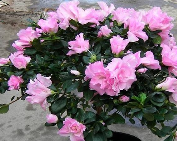 栀子花,杜鹃花总黄叶把它兑水浇盆里,再也不用担心黄叶