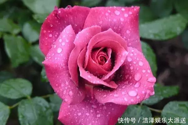 土壤|月季剪剪枝,蹭蹭长还不招虫,夏天开爆阳台!