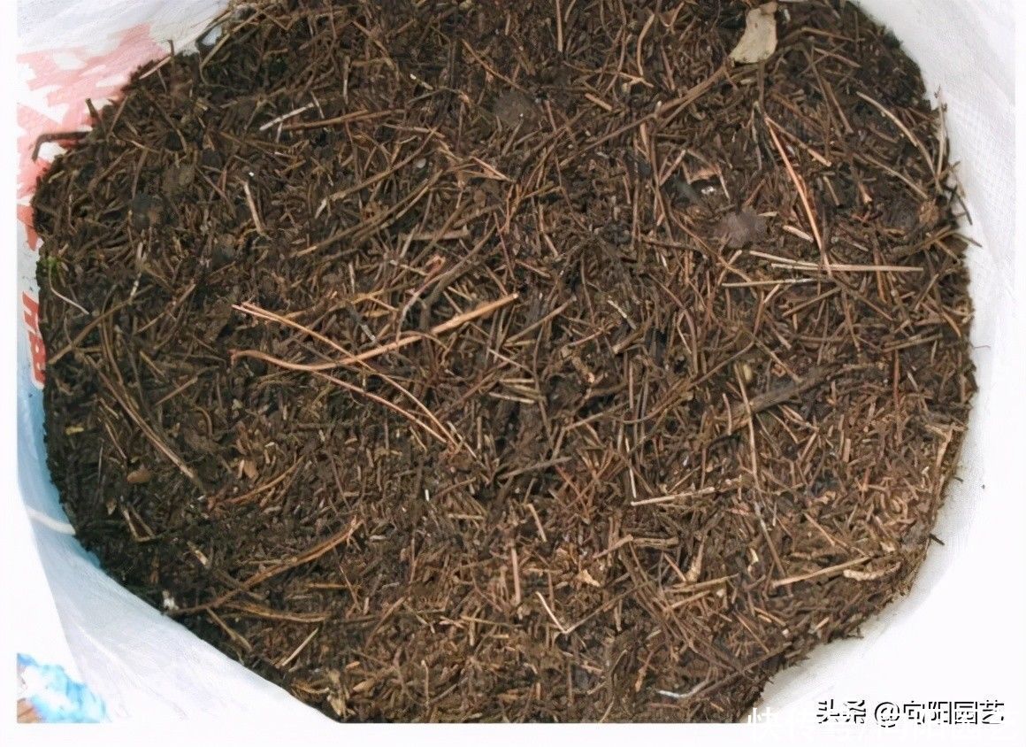 营养|好的花土，满足这些条件，疏松，透气，营养，保水，方可养好花