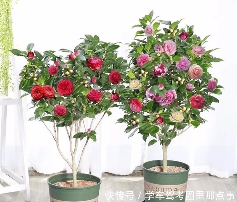 三角梅|家养六种花,个个都是“醋坛子”,隔几天喝一点醋,叶子绿油油的,越长越旺盛