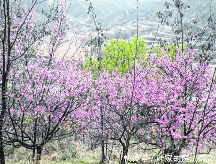 咆哮|菜菜游天下 陕北高原 山花烂漫瀑咆哮