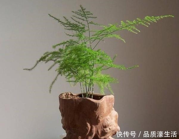 植物|植物生长离不开太阳这4款“耐阴花”怕晒,室内盆栽长势猛!