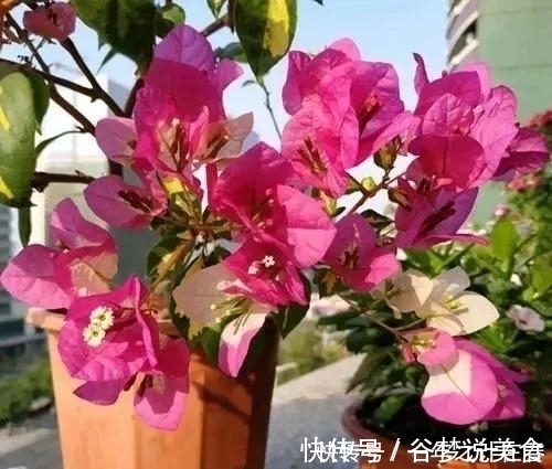 4种花,赶紧搬出去养,风吹加日晒,早早冒“花芽”