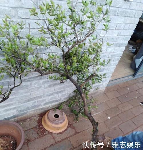 小野树|路边随手捡下“1野树”,虽不如老桩美观,但经修剪,也颇为高雅