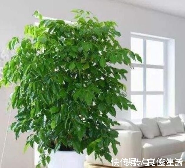 绿植界|客厅最适合养3种花,漂亮还能“旺财、旺运”,一养就上瘾