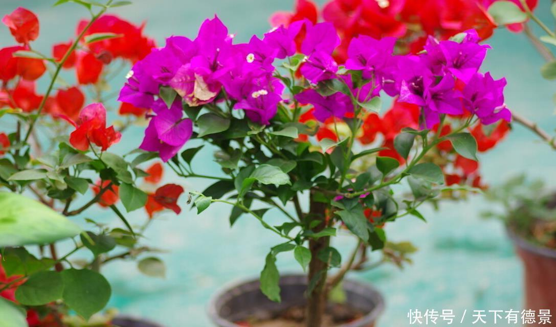 阳台养花学会“组合”,开花就像接力赛,这盆开完那盆开